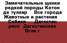 Замечательные щенки редкой породы Котон де тулеар  - Все города Животные и растения » Собаки   . Дагестан респ.,Дагестанские Огни г.